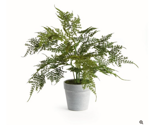 Plumosa Fern Drop-In 13"